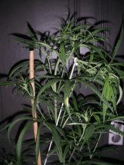 LemonSkunk PréFlo 30 1metre35 pallisé!