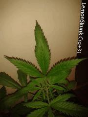 LemonSkunk (Feuilles)