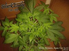 Buisson Black/Early