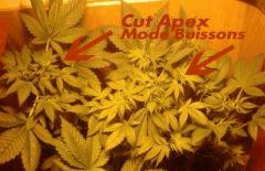 Buisson ON