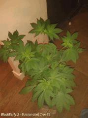 BlackEarly Buisson 2
