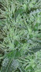 macro BB Flo+41