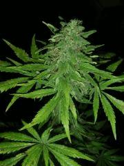 White Rhino