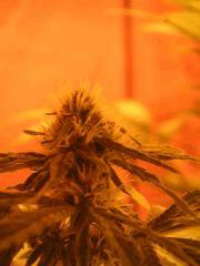 WhiteRhino Flo 33 (3)