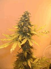 WhiteRhino F76 apex
