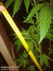Secondaire de 40cm
