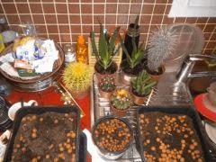 DSCN2384