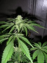 WhiteRhino F 33  (1)