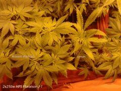 2x250w HPS Flo j-1