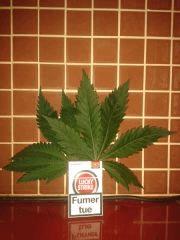 LuckyCanna !