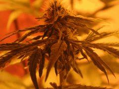 WhiteRhino Flo 33 (1)