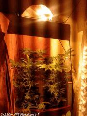 Carré! + 2x250w HPS Flo j-1