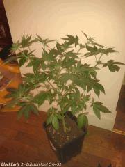 BlackEarly Buisson 2