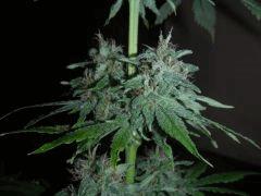 White Rhino  Flo+66
