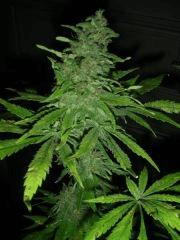 White Rhino