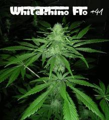 WhiteRhino F+41