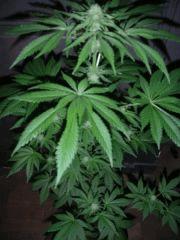 WhiteRhino F 33  (3)