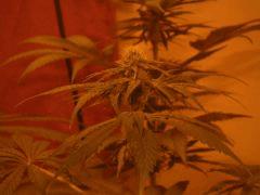 WhiteRhino 02 F 33