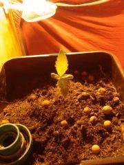 WhiteRhino en pleine forme !