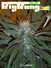 BigBang Flo 33 (1) copie2