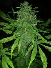 White Rhino  Flo+66