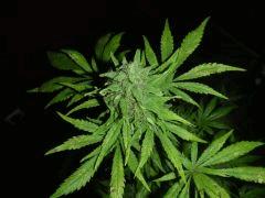 White Rhino  Flo+66