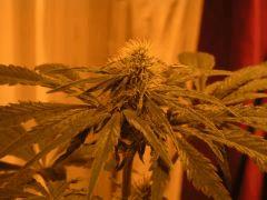 WhiteRhino Flo 33 (2)