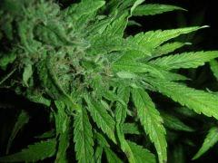White Rhino  Flo+66