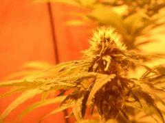WhiteRhino Flo 33 (6)