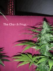 TheChurch+45
