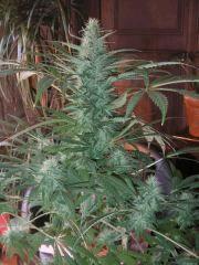 BigBang Flo+41
