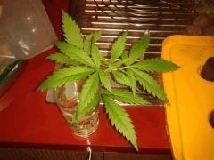 Bouture LemonSkunk !