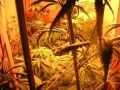 Foret +25