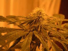 WhiteRhino Flo 33 (3)