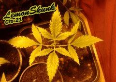 LemonSkunk +21