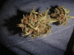 WhiteRhino +80