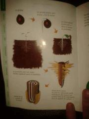 Illustrations racines..