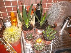 Cactus..
