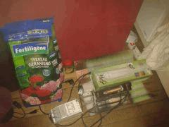 Lampe+MH125w/Hps250w / terreau et engrais de geranium.