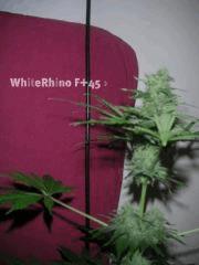 WR+45