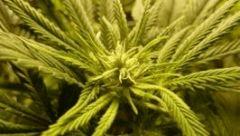 buds (10)