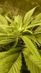 buds (2)