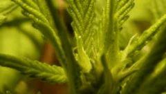 buds (1)