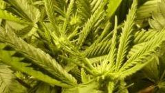 buds (3)