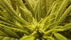 buds (9)
