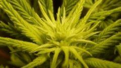 buds (14)