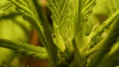 buds (1)