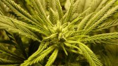 buds (10)