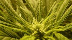 buds (9)