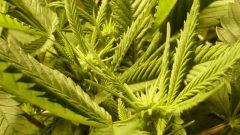 buds (3)